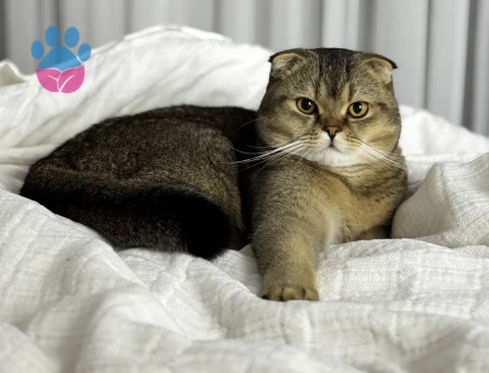 Scottish Fold (Golden) kedimize Gelin adayı arıyoruz