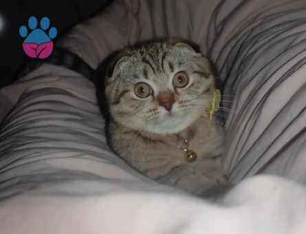 Müjgana erkek kedi arıyoruz