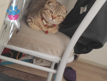 Müjgana erkek kedi arıyoruz