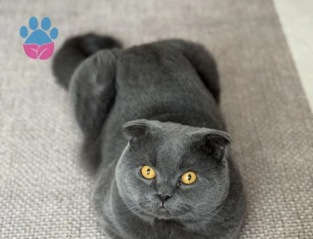 Scottish Fold Dişi Kedime Eş Arıyorum