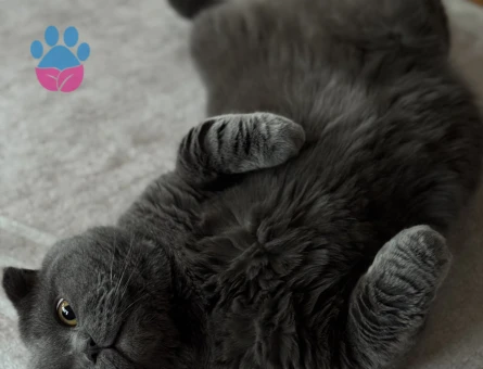 Scottish Fold Dişi Kedime Eş Arıyorum