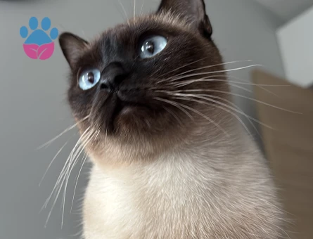 Dişi Siyam 2 yaşında