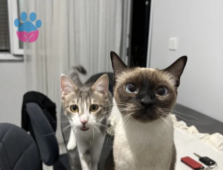 Dişi Siyam 2 yaşında