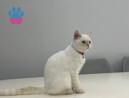 British Shorthair 1 Yaşında kedim eş arıyorum