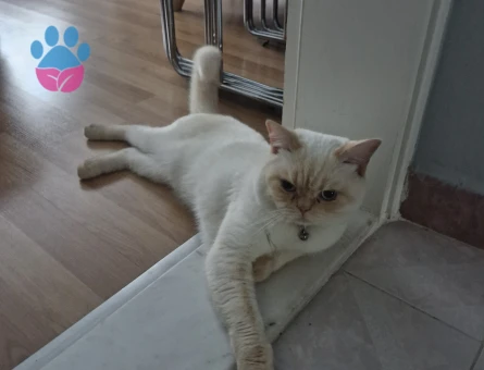 British Shorthair 1 Yaşında kedim eş arıyorum