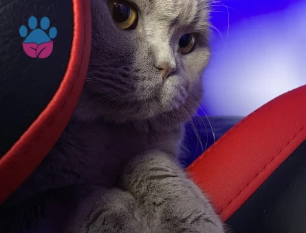 Aşırı tatlı erkek kedime bir prenses arıyorum