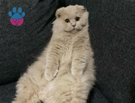 Scottish Fold Feriha Eş Arıyor