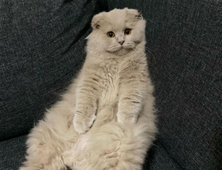 Scottish Fold Feriha Eş Arıyor - 118962926