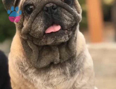 Pug 3 Yaşında Eş Adayları Arıyoruz