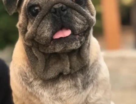 Pug 3 Yaşında Eş Adayları Arıyoruz - 118962927