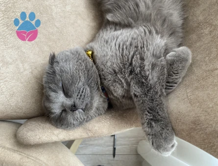 Scottish Fold 2 Yaşında Kedim Eş Arıyor