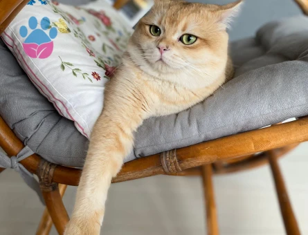 British Shorthair Golden Kedime Eş Arıyorum