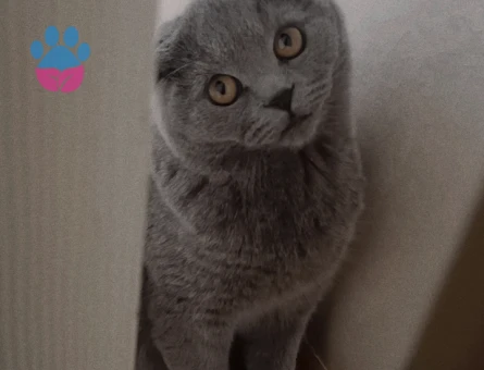 British Shorthair Dişi Kedime Eş Arıyorum