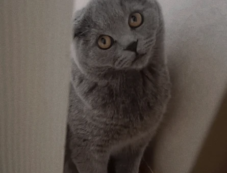 British Shorthair Dişi Kedime Eş Arıyorum - 118962960