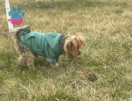 Yorkshire Terrier Asile Eş Arıyoruz