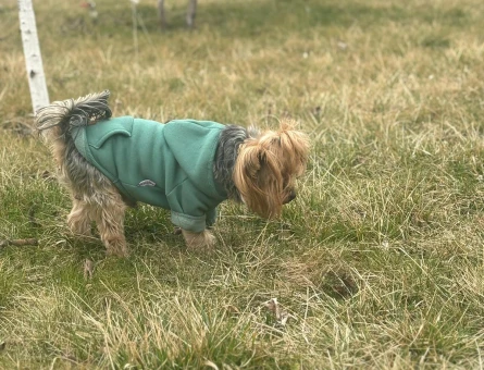 Yorkshire Terrier Asile Eş Arıyoruz - 118962985