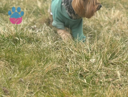 Yorkshire Terrier Asile Eş Arıyoruz