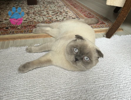 Scottish Fold Bluepoint Oğlum Eş Arıyor