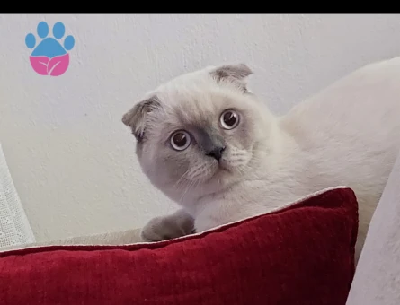 Scottish Fold Bluepoint Oğlum Eş Arıyor