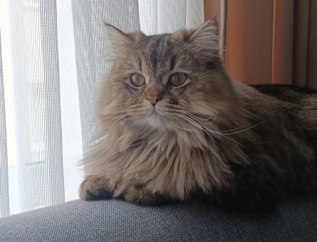 British Longhair 1 Yaşında Kedim Eş Arıyor - 118962988