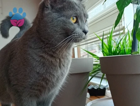 British Shorthair 1 Yaşında Kedim Eş Arıyor