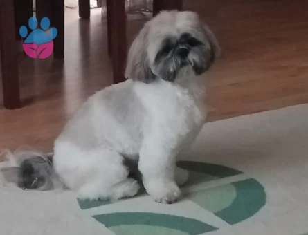 Shih Tzu Carlos Eş Arıyor