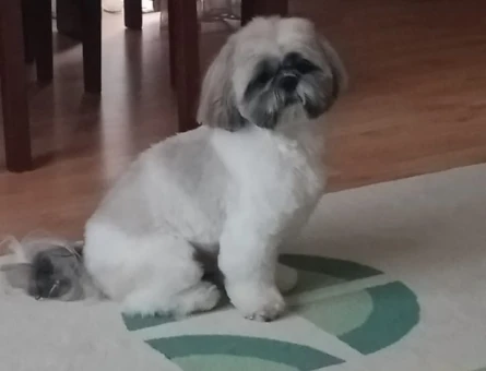 Shih Tzu Carlos Eş Arıyor - 118962991