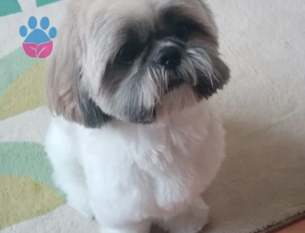 Shih Tzu Carlos Eş Arıyor