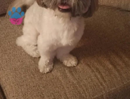 Shih Tzu Carlos Eş Arıyor