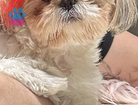 Shih Tzu Kızım Mişa Eş Arıyor