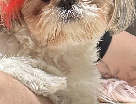 Shih Tzu Kızım Mişa Eş Arıyor - 118962992