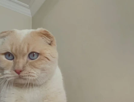 Scottish Fold  1 Yaşında Kedim Eş Arıyor - 118963003