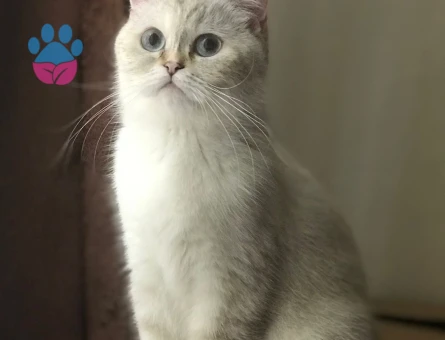 British Shorthair Bluepoint Eş Arıyor