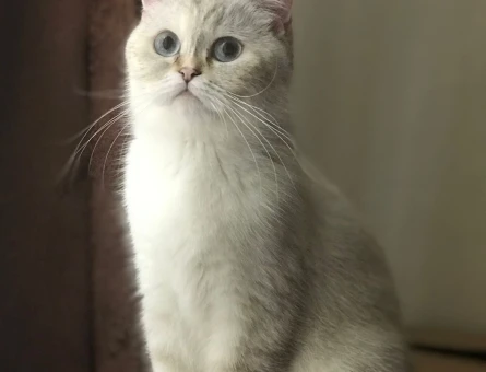 British Shorthair Bluepoint Eş Arıyor - 118963004