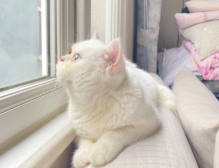 British Shorthair Erkek 1 Yaşında Eş Arıyor - 118975150