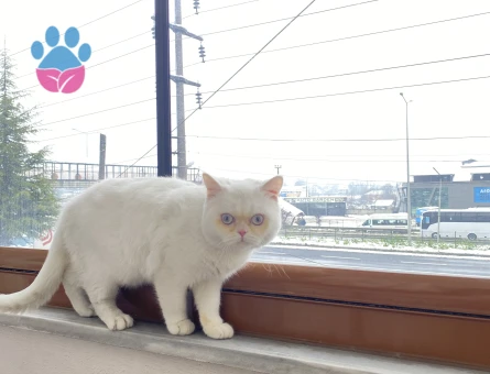 British Shorthair Erkek 1 Yaşında Eş Arıyor