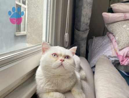 British Shorthair Erkek 1 Yaşında Eş Arıyor