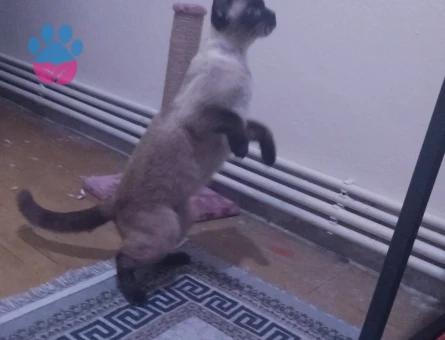 Güzel kızlarım için eş arıyoruz