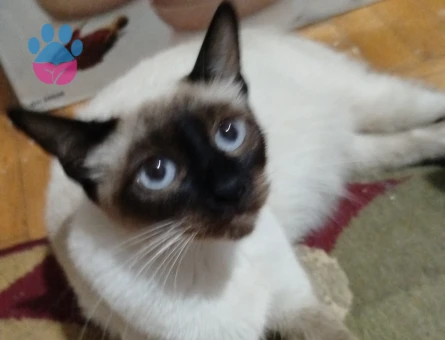 Güzel kızlarım için eş arıyoruz