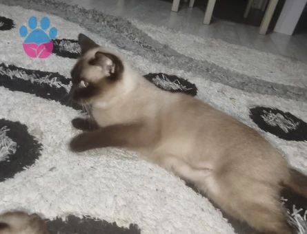 Güzel kızlarım için eş arıyoruz