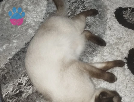 Güzel kızlarım için eş arıyoruz