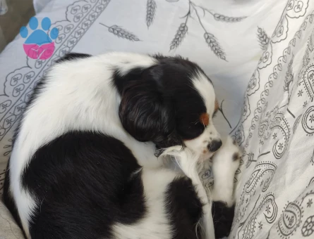 cavailer king Charles erkek