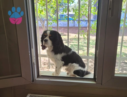 cavailer king Charles erkek