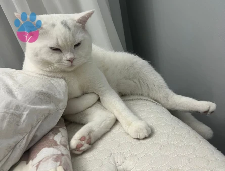 British Shorthair Prensime Prenses Arıyorum
