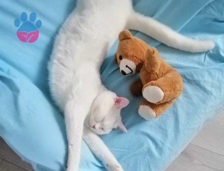 British Shorthair Prensime Prenses Arıyorum