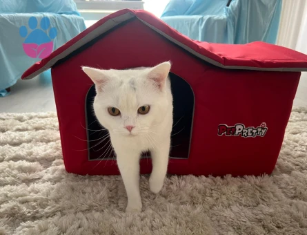 British Shorthair Prensime Prenses Arıyorum