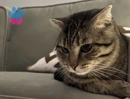 Kedimize eş arıyoruz