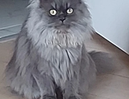 British Longhair 1 Yaşında Kızgınlıkta Dişi - 118975161