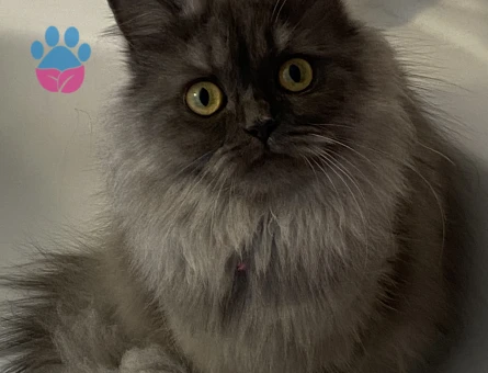 British Longhair 1 Yaşında Kızgınlıkta Dişi