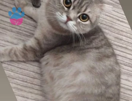 Dişi kedime koca ariyoruz